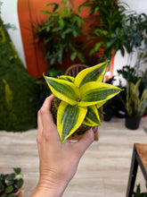 Load image into Gallery viewer, Nov 22nd Workshop: Kokedama- Japanese Moss Ball