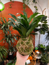 Load image into Gallery viewer, Nov 22nd Workshop: Kokedama- Japanese Moss Ball