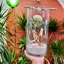 Load image into Gallery viewer, Workshop: Sea Urchin Air Plant Terrarium
