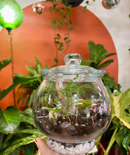 Load image into Gallery viewer, Workshop: Closed Terrarium December 6th