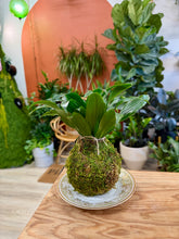 Load image into Gallery viewer, Workshop: Kokedama April 18th