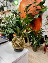 Load image into Gallery viewer, Nov 22nd Workshop: Kokedama- Japanese Moss Ball