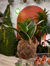 Load image into Gallery viewer, Nov 22nd Workshop: Kokedama- Japanese Moss Ball