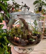 Load image into Gallery viewer, Workshop: Closed Terrarium December 13th