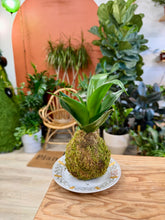 Load image into Gallery viewer, Workshop: Kokedama April 18th
