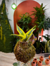 Load image into Gallery viewer, Nov 22nd Workshop: Kokedama- Japanese Moss Ball