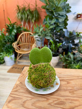 Load image into Gallery viewer, Workshop: Kokedama April 18th