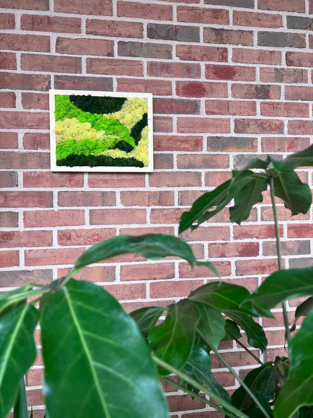 #1 Biophilic Art- Preserved Lichen and Moss 11 x 14 Framed Art