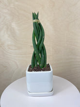 Load image into Gallery viewer, Braided Sansevieria Cylindrica
