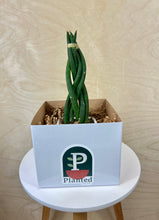 Load image into Gallery viewer, Braided Sansevieria Cylindrica