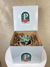 Load image into Gallery viewer, Mini Potted Succulent