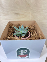 Load image into Gallery viewer, Mini Potted Succulent