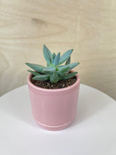 Load image into Gallery viewer, Mini Potted Succulent