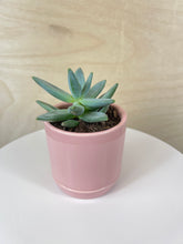 Load image into Gallery viewer, Mini Potted Succulent