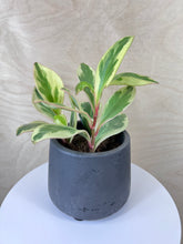 Load image into Gallery viewer, Pet Friendly Peperomia assorted types