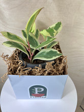Load image into Gallery viewer, Pet Friendly Peperomia assorted types