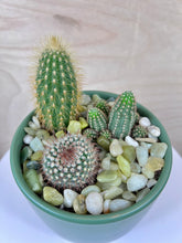 Load image into Gallery viewer, Cactus Arrangement- Small