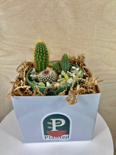 Load image into Gallery viewer, Cactus Arrangement- Small