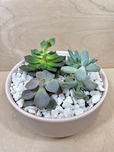 Load image into Gallery viewer, Succulent Arrangement- Large