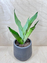 Load image into Gallery viewer, 5" Sansevieria Moonshine