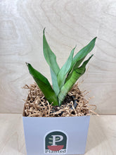 Load image into Gallery viewer, 5" Sansevieria Moonshine