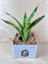 Load image into Gallery viewer, 5" Sansevieria Laurantii