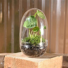 Load image into Gallery viewer, Sole Terrarium, Glass - Oval

