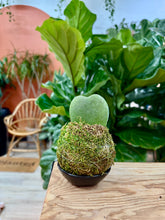 Load image into Gallery viewer, Workshop: Kokedama-Japanese Moss Ball- August 29th
