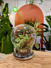 Load image into Gallery viewer, Workshop: Cloche Terrarium May 16th
