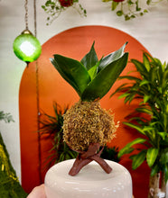 Load image into Gallery viewer, Workshop: Kokedama- Japanese Moss Ball
