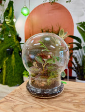 Load image into Gallery viewer, Workshop: Cloche Terrarium May 16th
