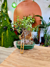 Load image into Gallery viewer, Workshop: Bonsai Potting March 28th
