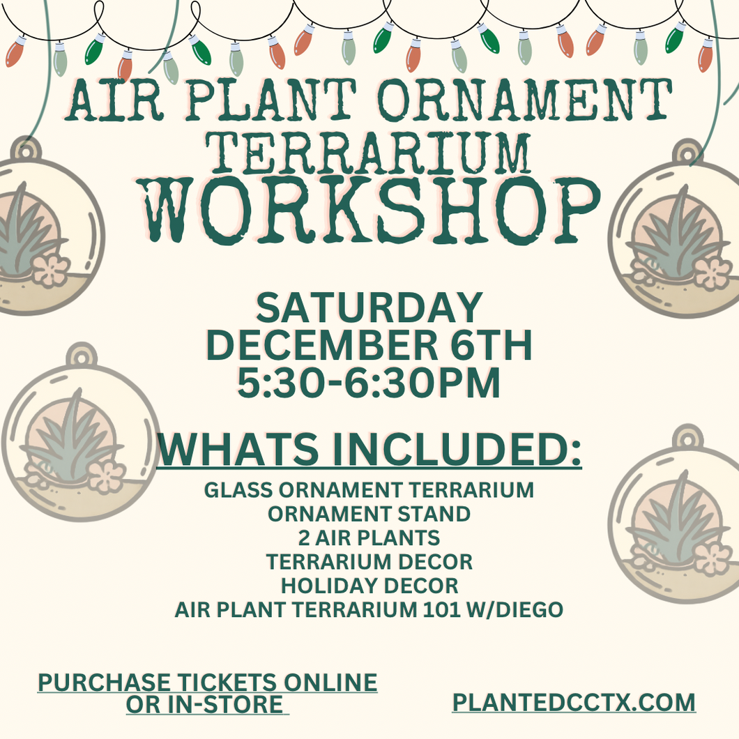Workshop: Air Plant Ornament Terrarium December 6th
