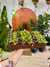 Load image into Gallery viewer, Workshop: Carnivorous Bog Garden May 30th
