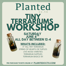 Load image into Gallery viewer, Workshop: TINY Terrariums- ALL DAY- June 6th
