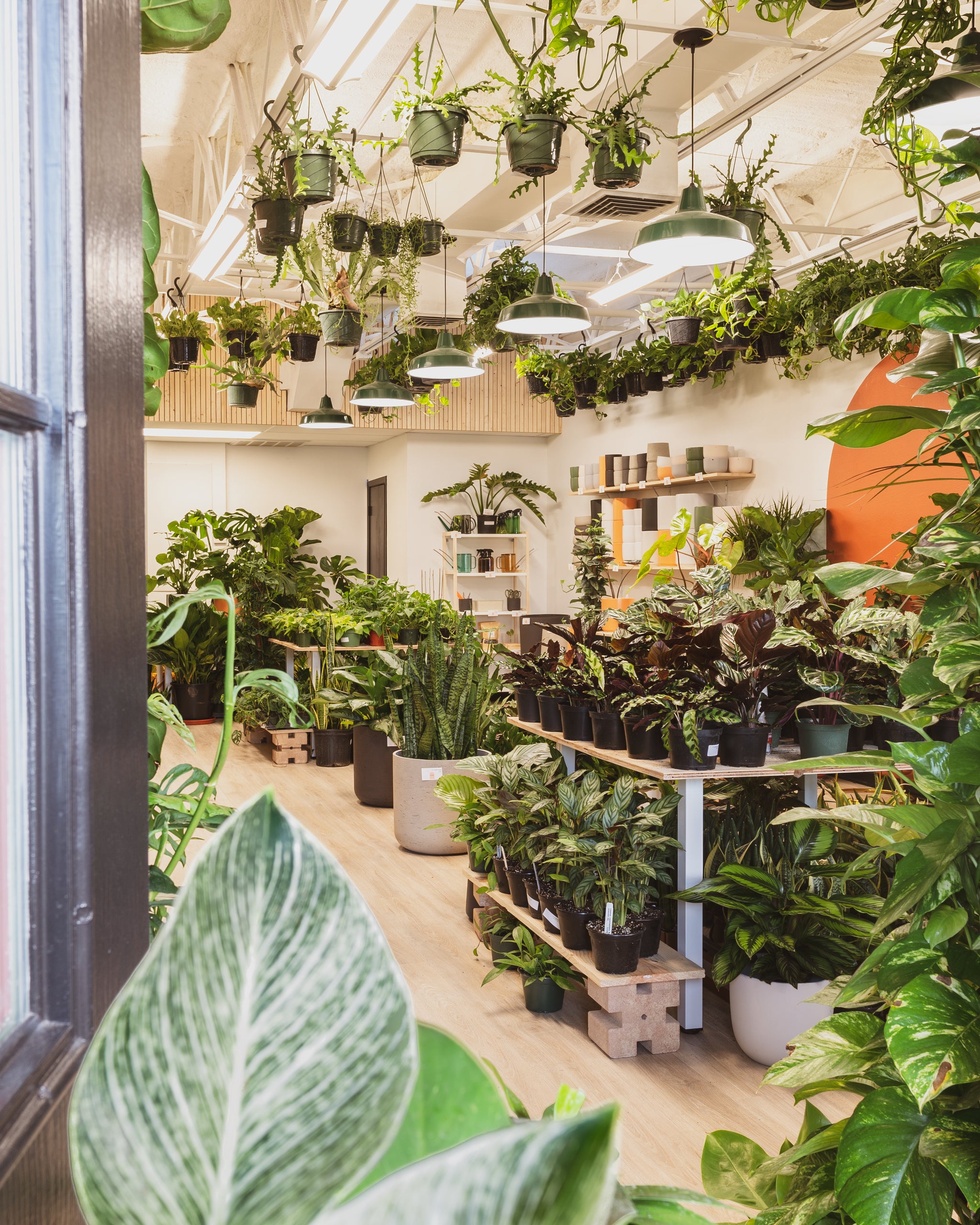 Corpus Christis Indoor Plant Shop – Planted CCTX