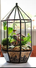 Load image into Gallery viewer, Workshop: Large Geometric Terrarium October 24th
