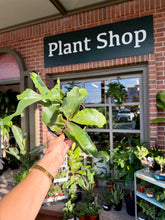 Load image into Gallery viewer, Workshop: Staghorn Fern Mounting September 12th
