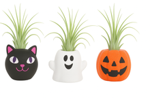 Load image into Gallery viewer, TO-GO- Workshop: Air plant Paint &amp; Pot Sept 20th-

