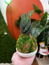 Load image into Gallery viewer, Workshop: Kokedama-Japanese moss ball- July 12th
