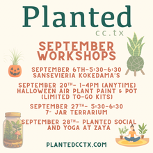 Load image into Gallery viewer, TO-GO- Workshop: Air plant Paint &amp; Pot Sept 20th-
