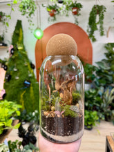 Load image into Gallery viewer, Workshop: Medium Terrarium January 31st
