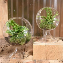 Load image into Gallery viewer, Sole Terrarium, Glass - Round

