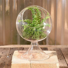 Load image into Gallery viewer, Sole Terrarium, Glass - Round
