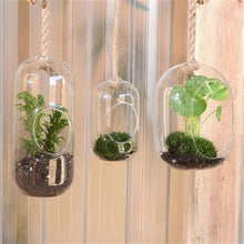 Load image into Gallery viewer, Sole Hanging Terrarium, Glass - Wide
