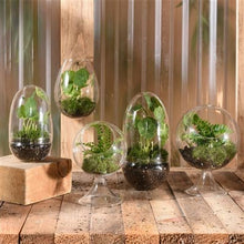 Load image into Gallery viewer, Sole Terrarium, Glass - Round
