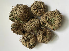 Load image into Gallery viewer, Rose of Jericho Resurrection Plant
