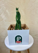 Load image into Gallery viewer, Braided Sansevieria Cylindrica
