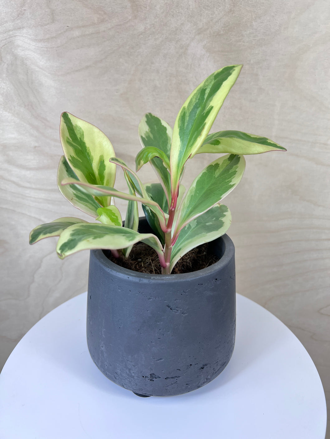 Pet Friendly Peperomia assorted types