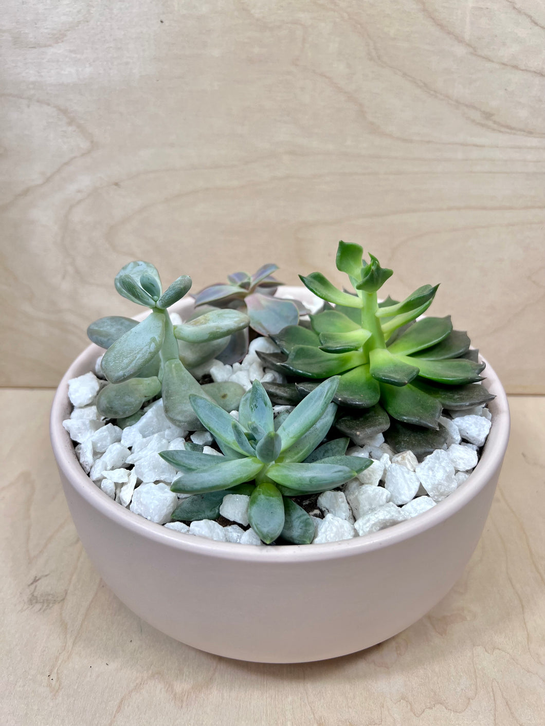 Succulent Arrangement- Large